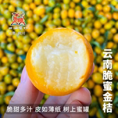 包邮 四海风物云南宾川正宗脆蜜金桔金柑当季 现摘新鲜水果纯甜无籽
