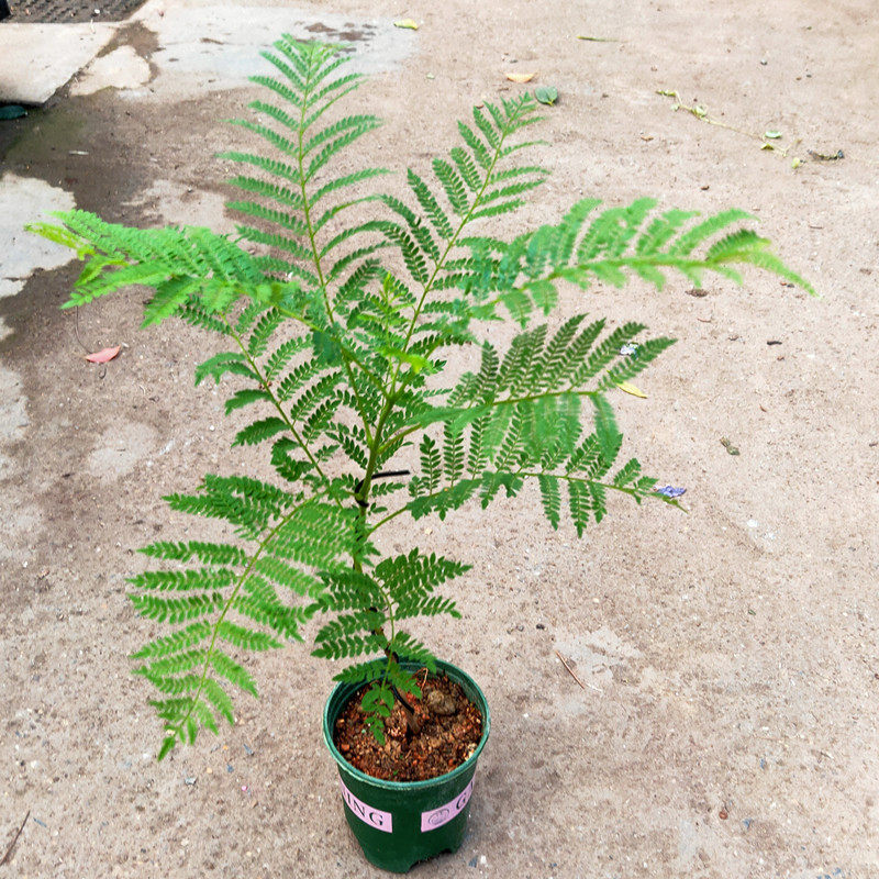 蓝花楹珍贵盆栽新品多年生庭院花园室内灌木盆景植物四季好养花苗
