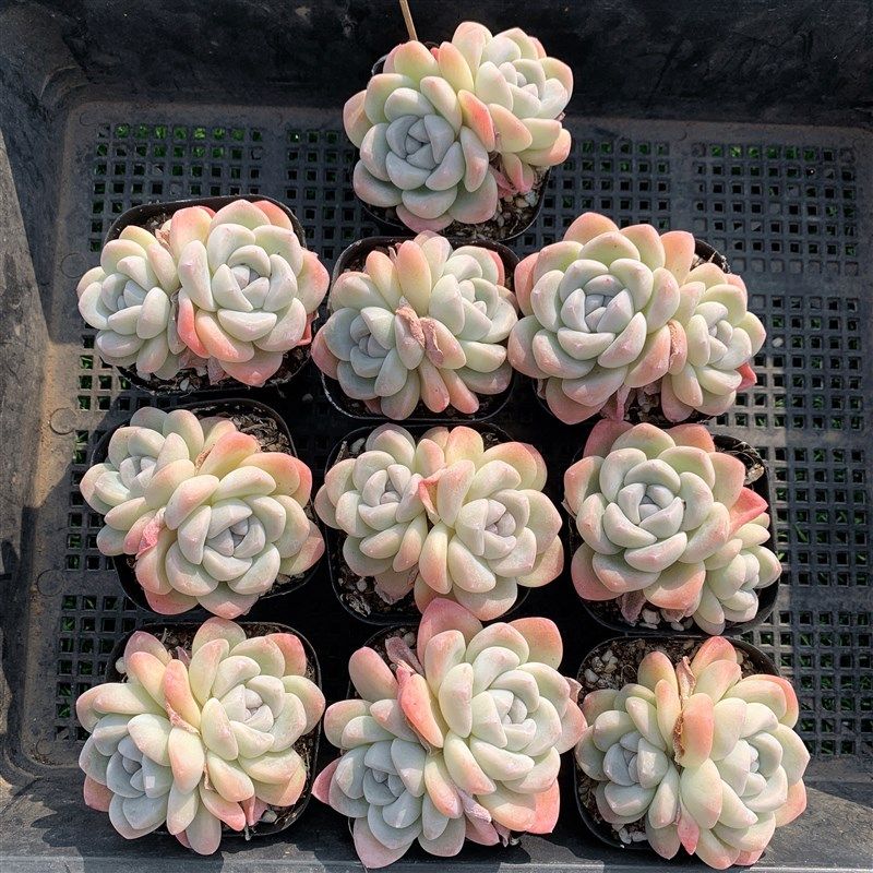 冰玉 奶油白底单双头多肉植物一筐一拍筐拍 组合盆栽萌肉灵曦园艺