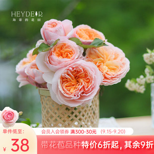 海蒂 花苗果汁阳台龙沙宝石切花朱丽叶庭院植物花卉盆栽 花园月季