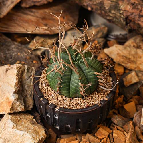 【朴原】实生法丽达Euphorbia valida珍奇块根多肉盆栽精选绿植