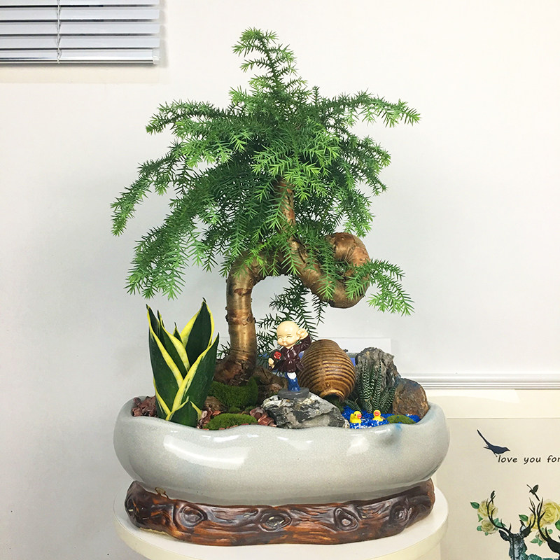 不老松榕树盆景台面办公室带造型植物喜阳好养活可暴晒植物盆景