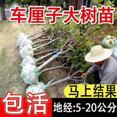 正宗车厘子大樱桃树苗嫁接树苗