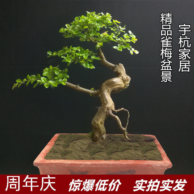 小叶红芽雀梅盆景 精品雀梅老桩 怪桩盆景桌面小型盆栽 矮霸 阳台