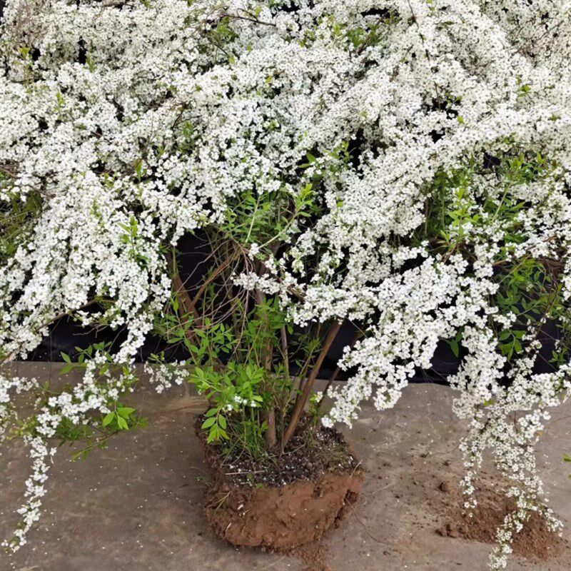 雪柳植物喷雪花苗盆栽绿植阳台耐寒珍珠梅庭院大苗雪柳叶树苗鲜枝