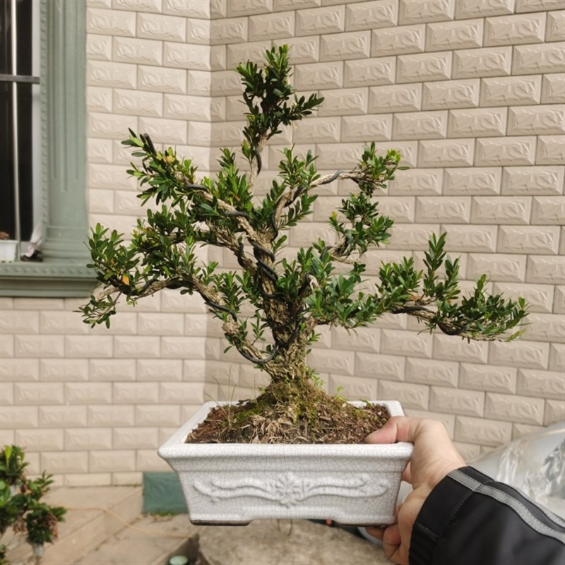 雀舌小叶黄杨盆栽树桩盆景 植物室内阳台绿植花卉陶瓷盆种好发货