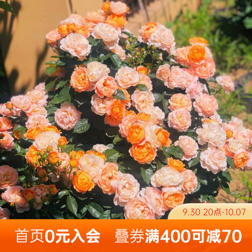 海蒂的花园月季花苗龙沙宝石果汁阳台庭院植物树苗好养花卉盆栽