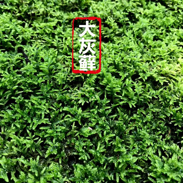 大灰藓苔藓大羽藓微景观雨林缸水陆绿植苔藓植物趣味绿苔