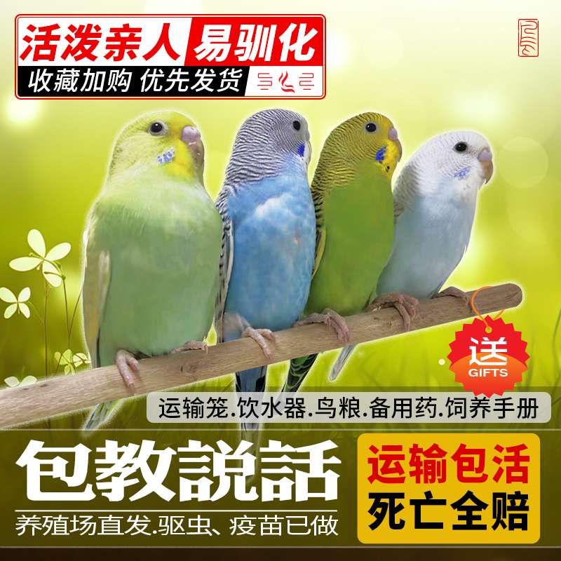 七彩虎皮鹦鹉云斑家养小宠物说话观赏鸟可繁殖亲人活鸟饲养大头鸟