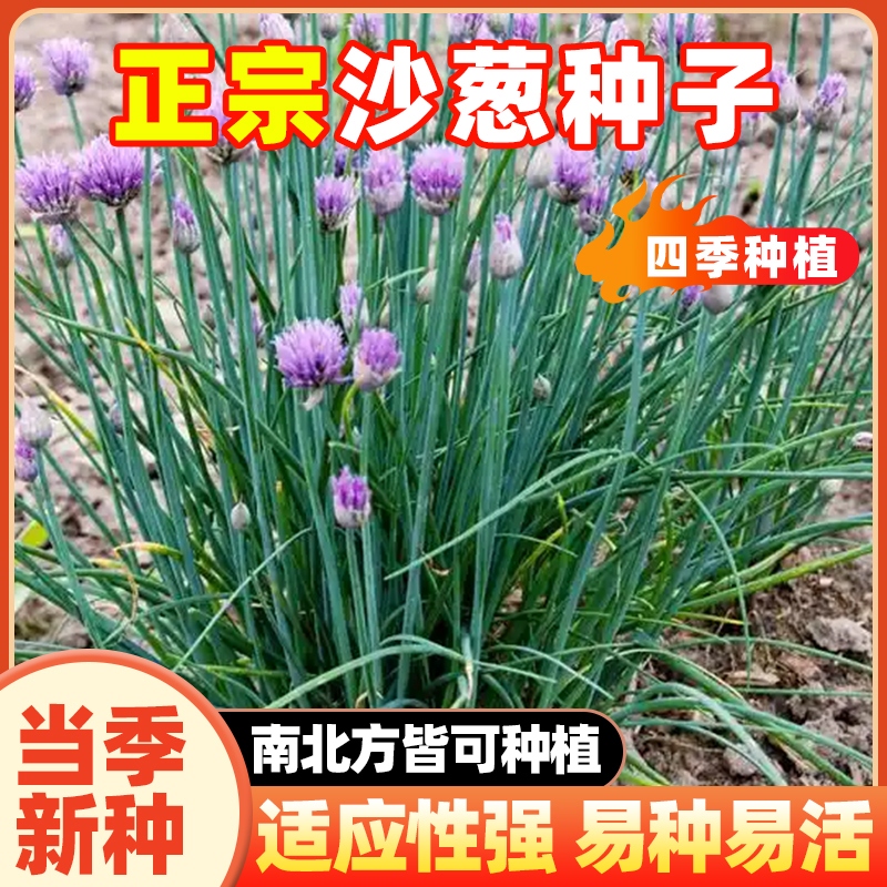 正宗内蒙古沙葱种子四季播种耐寒野生葱沙葱种韭沙葱籽蔬菜种子孑