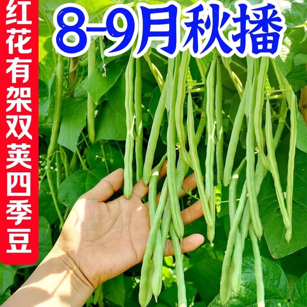 双花双荚红花有架四季豆