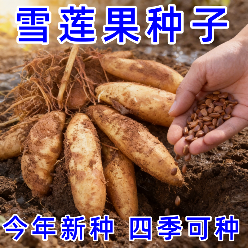云南天山雪莲果种子优质红心新鲜现挖水果种植苗高产黄心多芽种苗,鲜花速递/花卉仿真/绿植园艺,种苗/半成品盆栽,淘宝优惠券,粉丝福利购,淘宝优惠卷