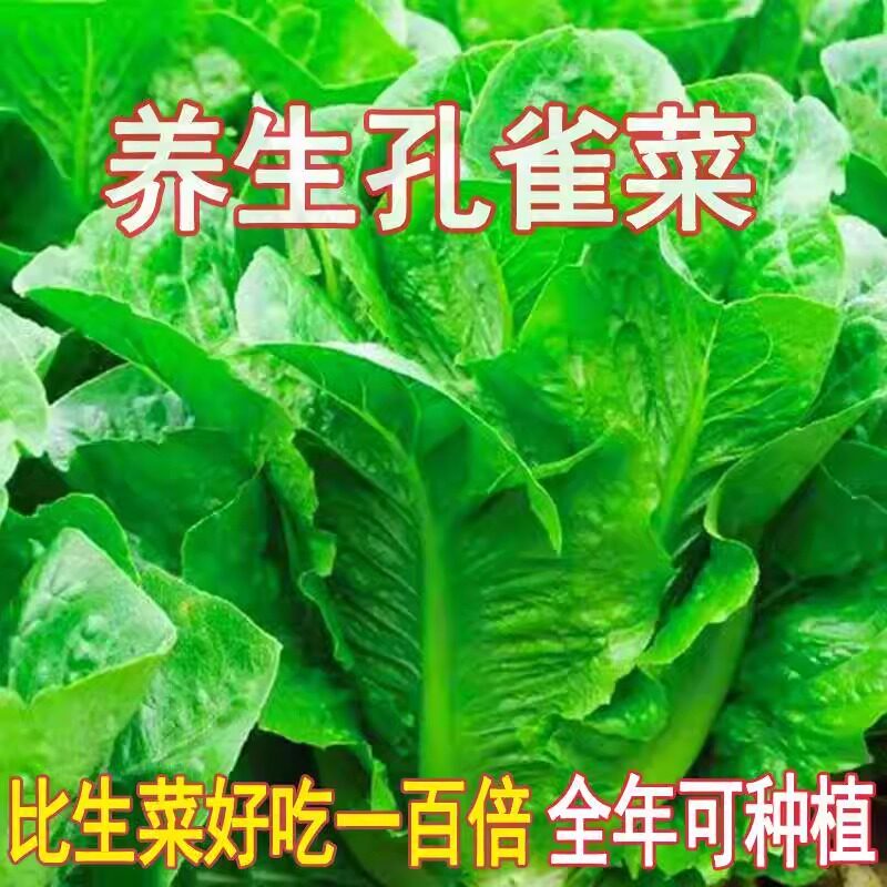 正宗孔雀菜好吃脆甜家庭速生盆栽烤肉沙拉必备四季高产孔雀菜种子