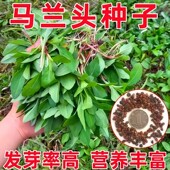 马兰头种子易种菜园阳台盆栽农家老品种马兰头蔬菜种子菜籽四季 播