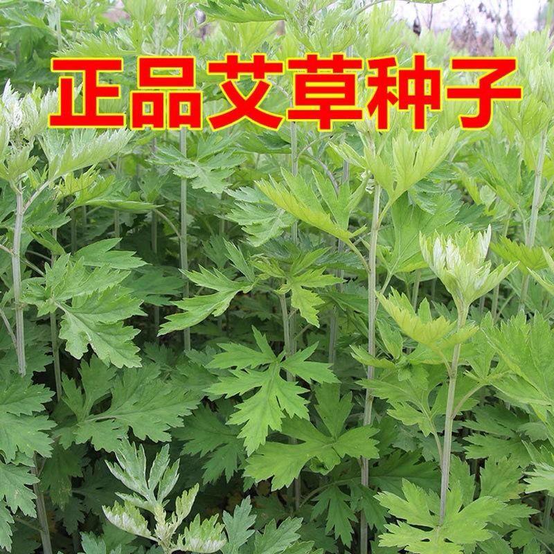 艾草种子食用药用驱蚊草艾叶种籽野生大小叶青蒿四季草籽种孑艾绒