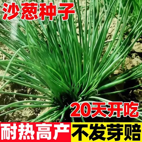 沙葱种子野生蒙古韭种籽多次收割多年生好养农家菜园阳台盆栽蔬菜