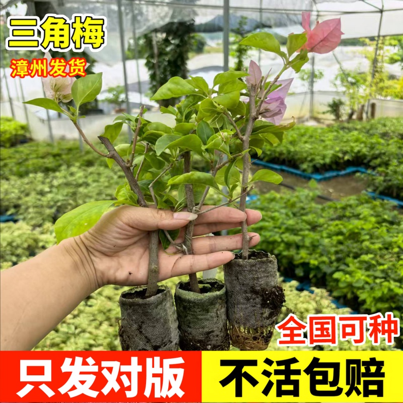 三角梅盆栽带花老桩绿植