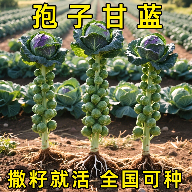 孢子甘蓝一年四季种抱子甘蓝小包菜卷心菜包心菜秋冬蔬菜种子火锅