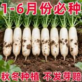 白萝卜种子不空心春不老种籽特大四季 秋季 播蔬菜种子九斤王菜种子