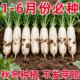 白萝卜种子不空心春不老种籽特大四季 秋季 播蔬菜种子九斤王菜种子