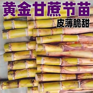 正宗广西水果黄金甘蔗节苗种甜杆黑皮南北方四季种植黄皮甘蔗种子