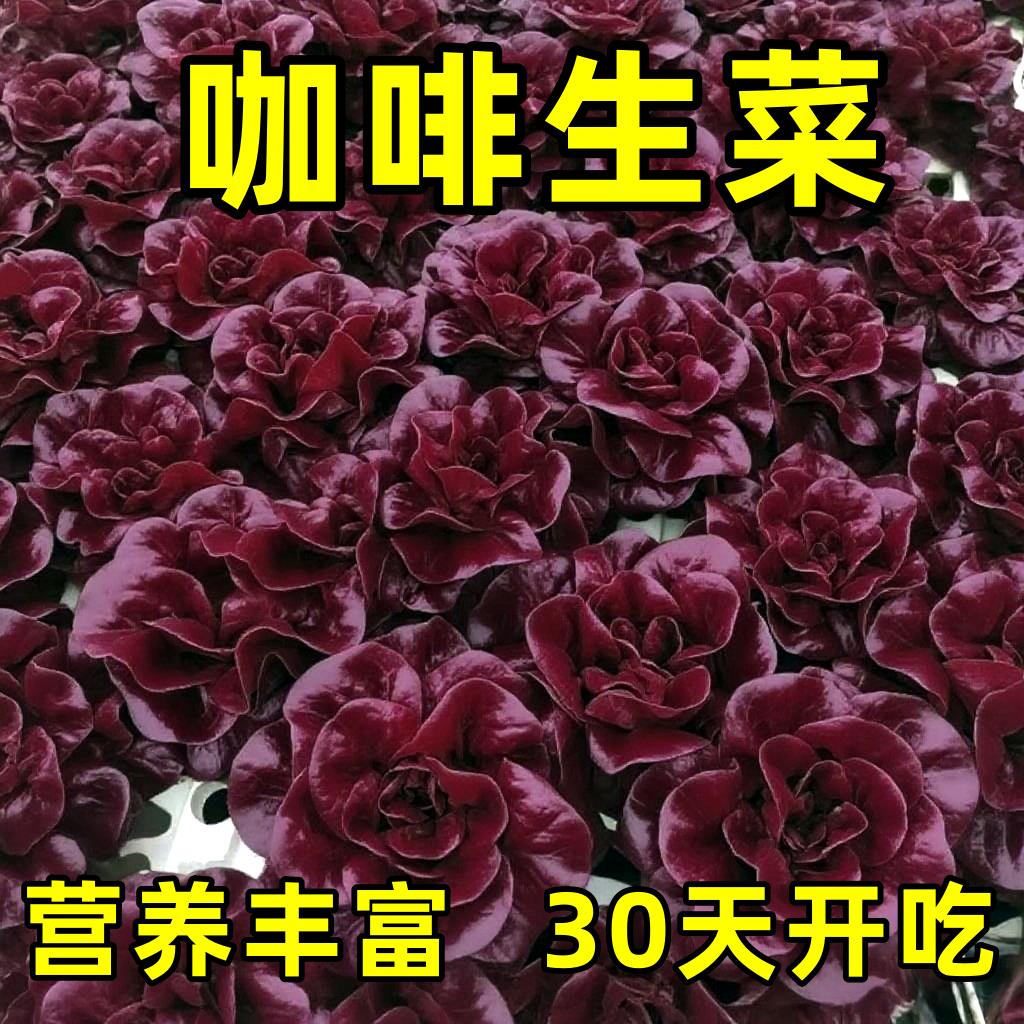 奶油汉堡咖啡紫生菜新鲜叶菜