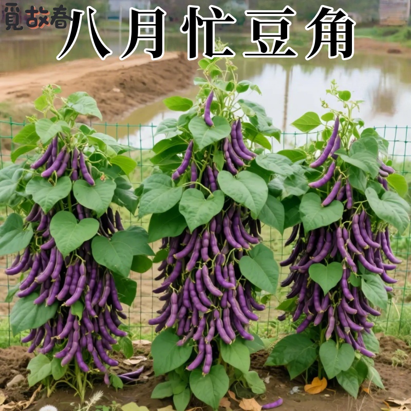 压趴架紫芸豆种子高产抗病易种