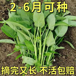 三叉空心菜种子四季蔬菜籽种孑小大叶青菜竹叶老品种菜苗带根柳叶