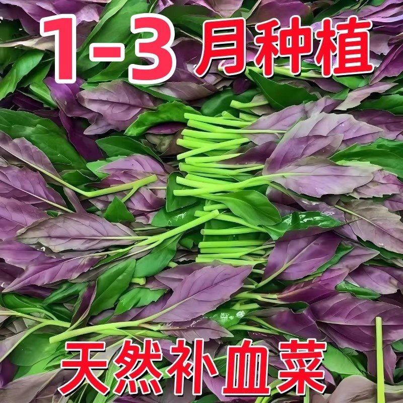 新鲜紫背菜时令蔬菜观音菜血皮菜紫背天葵叶子菜四川农家自种包邮,鲜花速递/花卉仿真/绿植园艺,种苗/半成品盆栽,淘宝优惠券,粉丝福利购,淘宝优惠卷