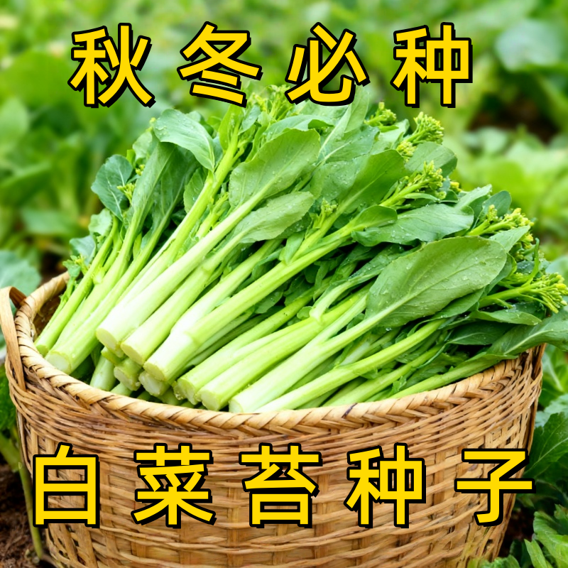 白菜苔种子速生四季早熟