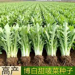 高产博白甜唛菜种子四季阳台盆栽蔬菜种籽农家菜园种植油麦甜麦菜