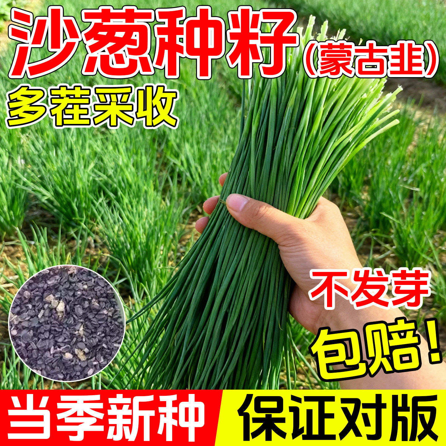 正宗内蒙古沙葱种子四季播种耐寒野生葱沙葱种韭沙葱籽蔬菜种子孑,鲜花速递/花卉仿真/绿植园艺,种苗/半成品盆栽,淘宝优惠券,粉丝福利购,淘宝优惠卷