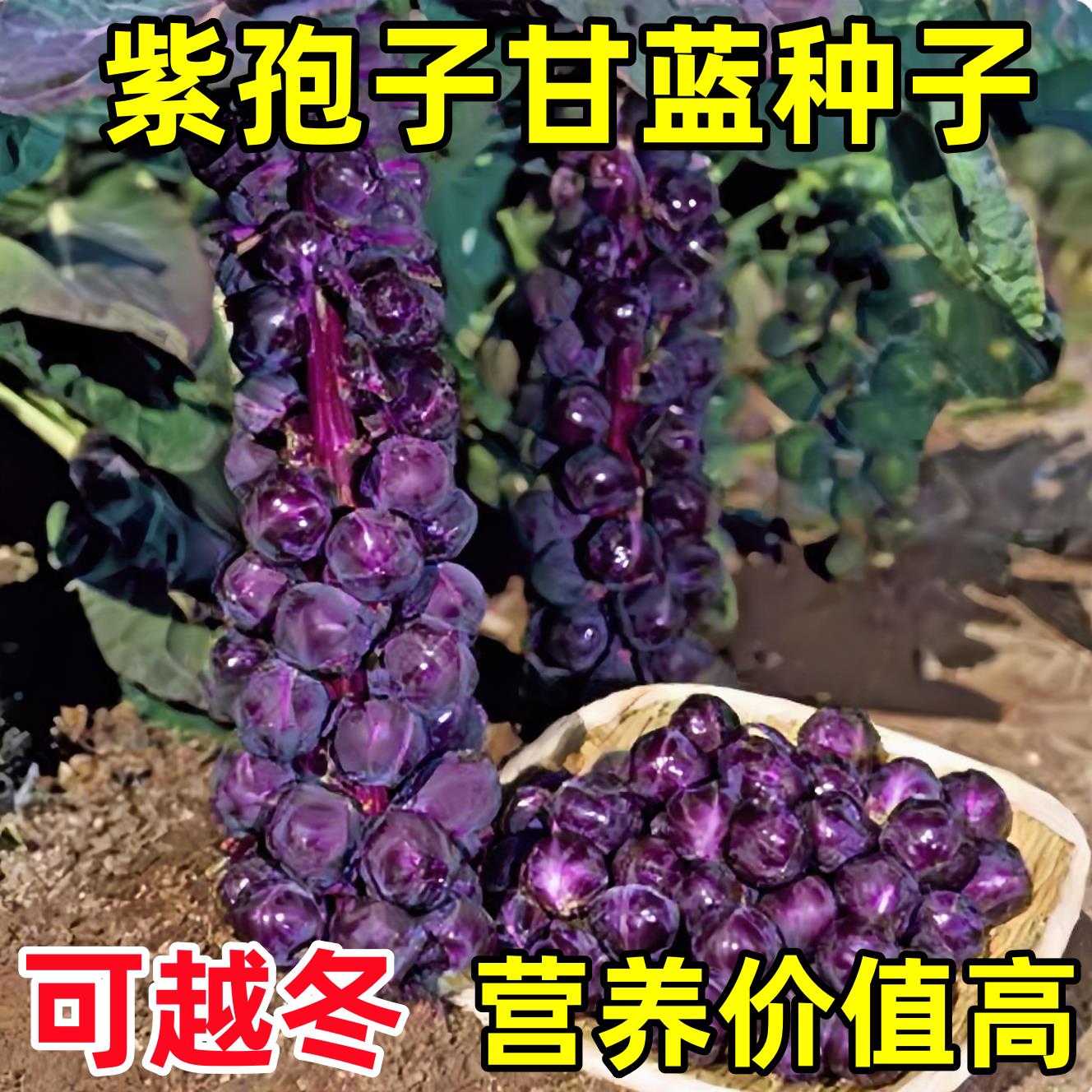 紫孢子甘蓝菜种子苗蔬菜种籽
