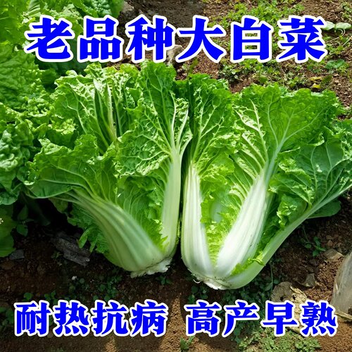老品种大白菜种子高产耐寒耐热