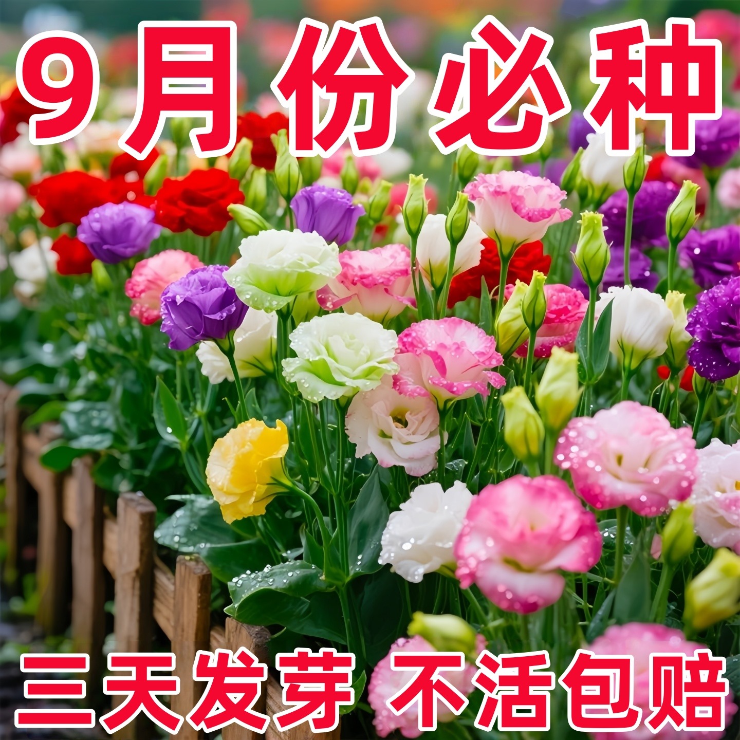 洋桔梗花种子花苗四季种