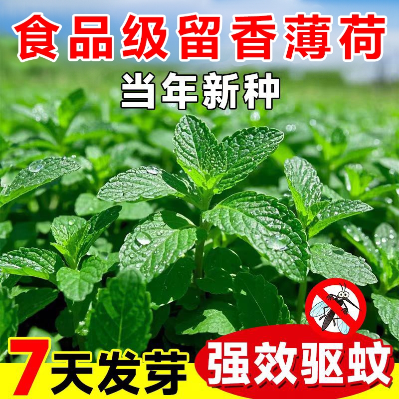 薄荷籽种盆栽可食用四季种植种子留兰香猫薄荷驱蚊室内阳台绿植物