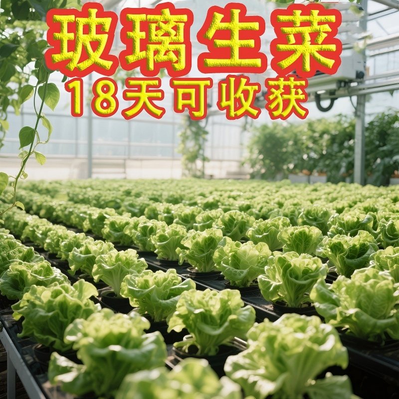 玻璃生菜新鲜蔬菜叶菜类生菜烤肉凉拌甜脆多汁沙拉菜农家新鲜蔬菜