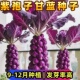 紫孢子甘蓝种籽四季 种植易活阳台盆栽室内外抱子甘蓝秧苗蔬菜种子