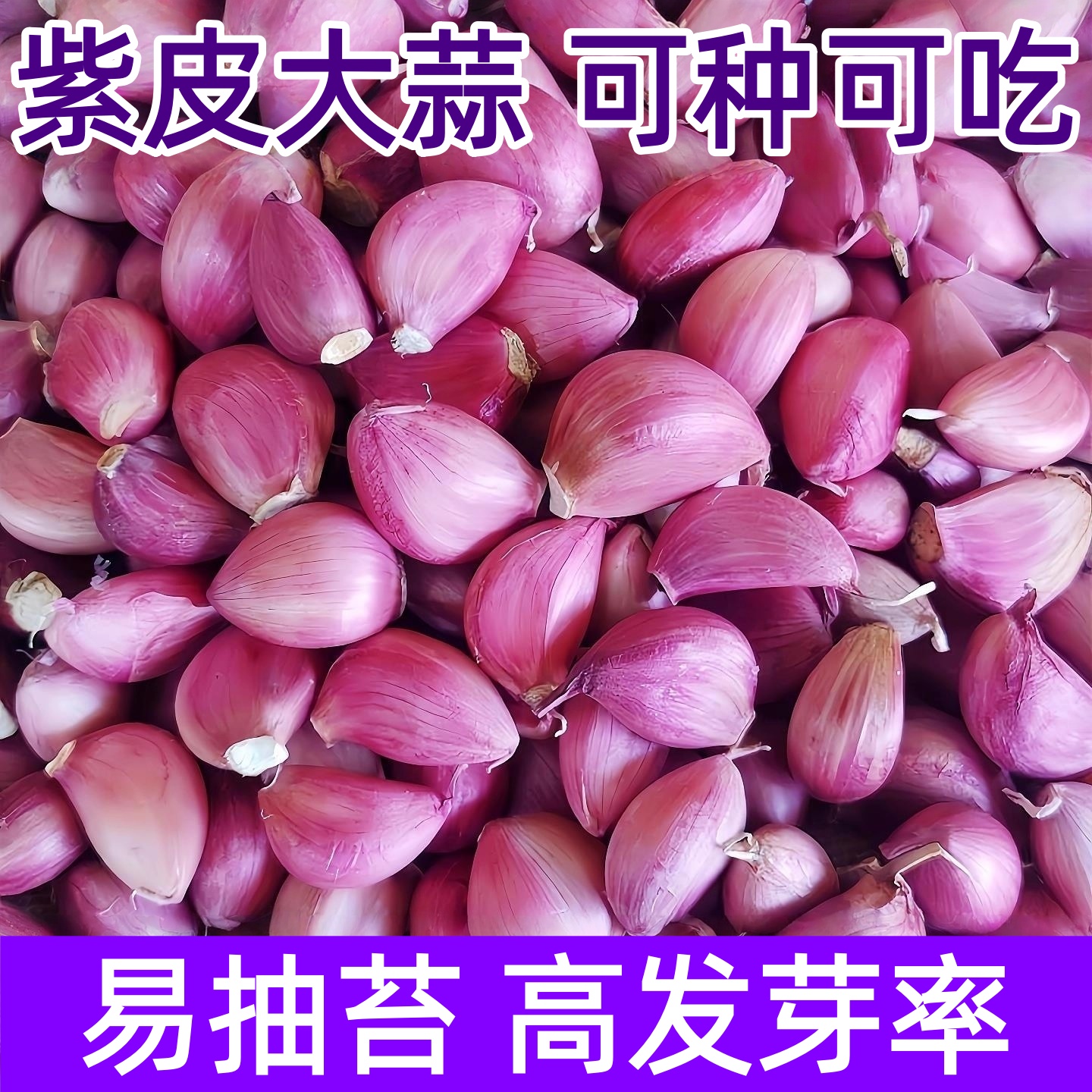 云南紫皮干大蒜瓣种子5斤