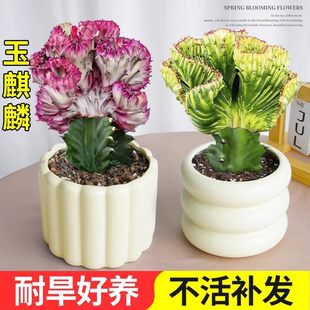 玉麒麟多肉植物精品室内小盆栽办公桌招财摆件彩麒麟名贵绿植花卉