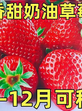 四季奶油草莓种子易活超甜盆栽