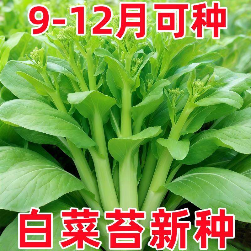 好润青甜脆白菜苔种子早熟高产