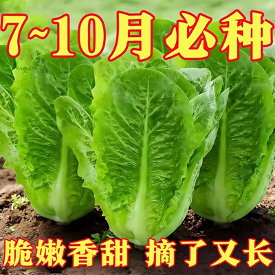 四季耐寒阳台盆栽蔬菜种子