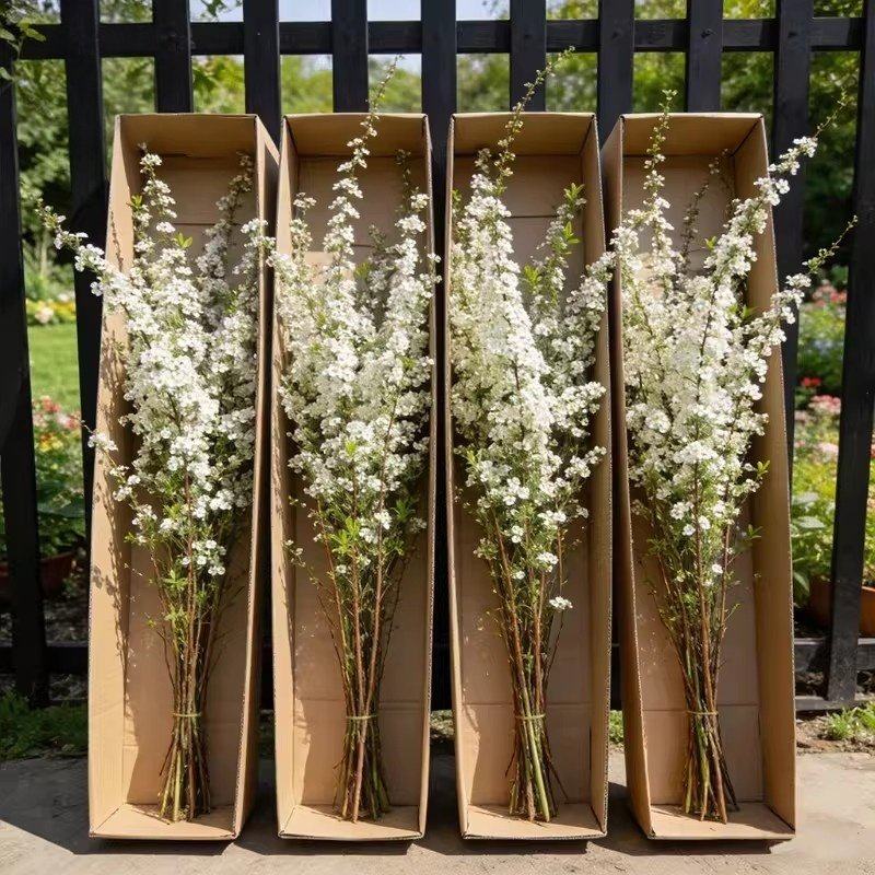 雪柳鲜枝水养插花水培植物好养鲜花卉室内盆栽带花苞绿植龙柳好活,鲜花速递/花卉仿真/绿植园艺,红掌/凤梨/温室花卉,淘宝优惠券,粉丝福利购,淘宝优惠卷