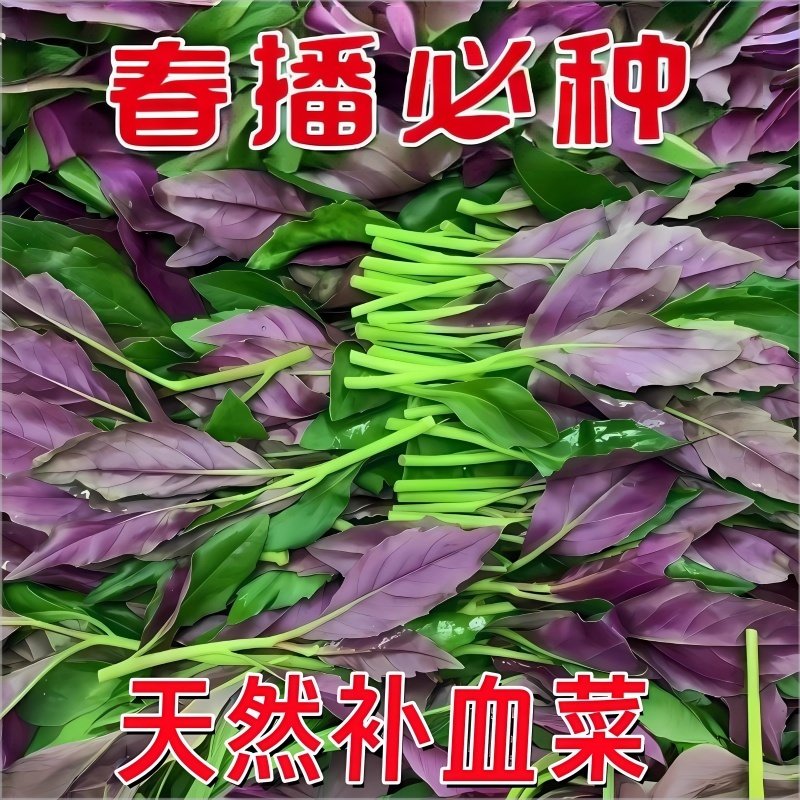 新鲜紫背菜时令蔬菜观音菜血皮菜紫背天葵叶子菜四川农家自种包邮,鲜花速递/花卉仿真/绿植园艺,种苗/半成品盆栽,淘宝优惠券,粉丝福利购,淘宝优惠卷