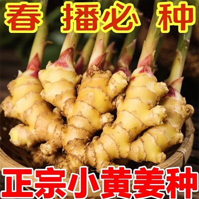 山东大姜带芽种子及种植苗