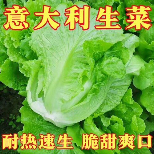 意大利生菜种子抗热耐抽苔易种
