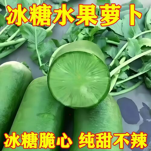 正宗潍坊沙窝冰糖心萝卜种子甜脆