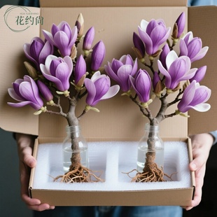 紫玉兰花水培干枝鲜切带花苞鲜枝室内办公室植物四季绿植好养花卉