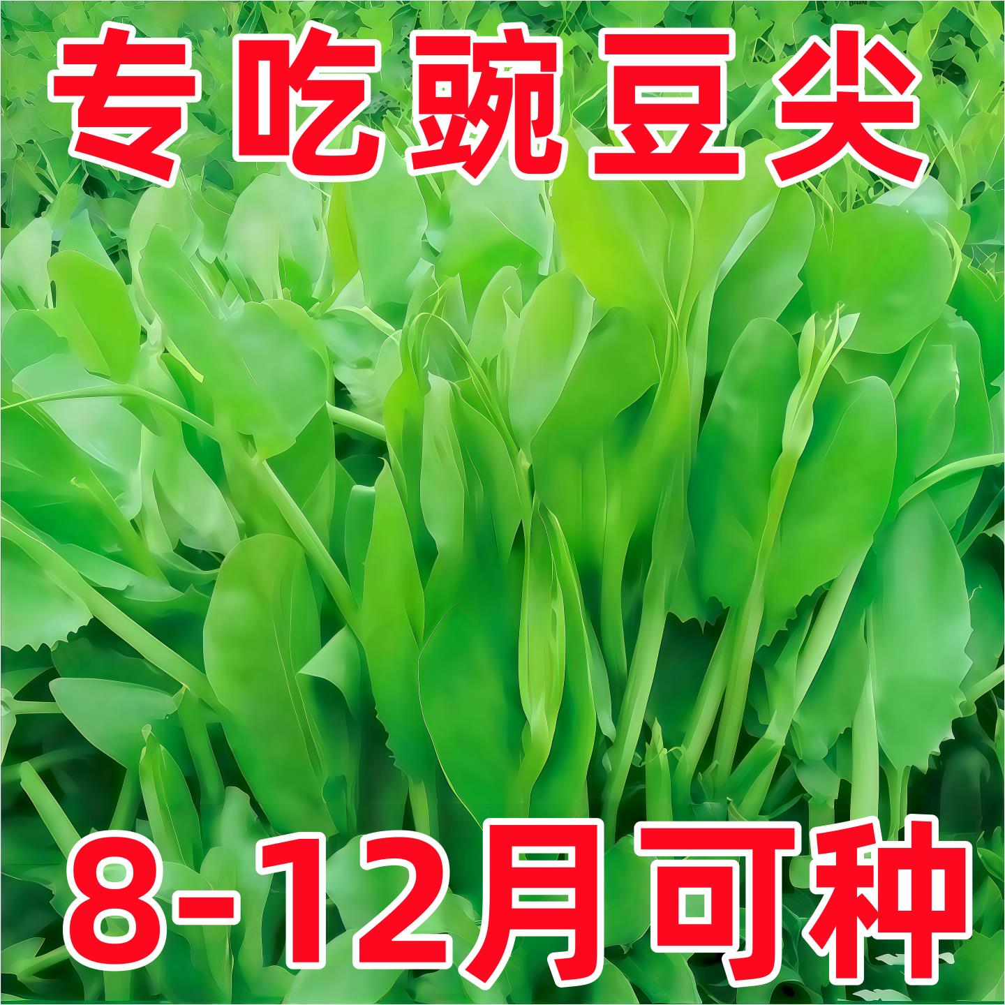 四季豌豆苗种子无须豌豆尖种籽